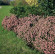 Купити Еріка дарленська Darley Dale, Erica darleyensis D 95 грн.
