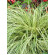 Купити Осока охіменська Evergold, Carex oshimensis Everg 65 грн.