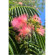Купити Альбіція ленкоранська, Albizia julibrissin 160 грн.