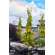 Купити Кипарисовик Лавсона Fillips Golden Tears 1360 грн.