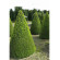 Купити Тис ягідний, Taxus Baccata 900 грн.