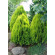 Купити Туя східна Aurea Nana 230 грн.